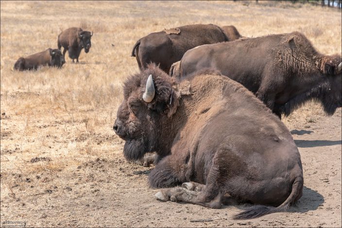 Бизоны в сафари-парке в городке Winston, Орегон.