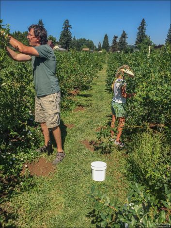 На ягодной ферме Smith Berry Barn.