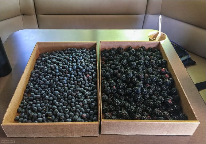 Ягодный улов - ежевика и голубика.