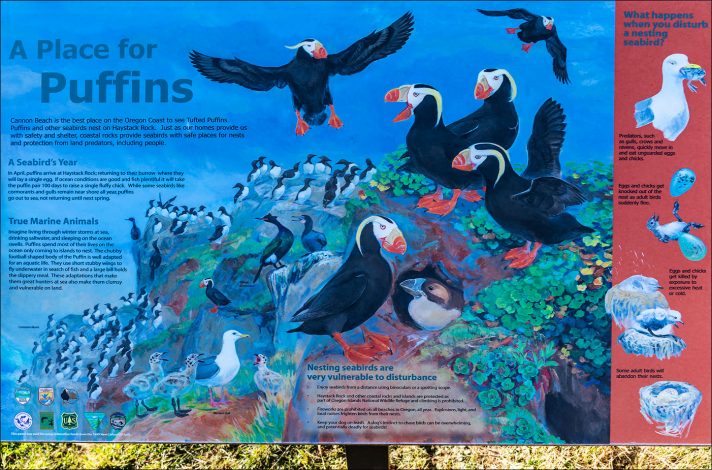 Информационный плакат про топорков на пляже Cannon beach.