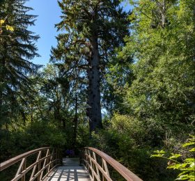 Национальный лес Олимпик (англ. Olympic National Forest), штат Вашингтон, США.