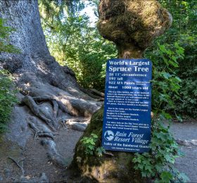 Знак у основания самой большой ёлки в мире (Quinault Big Sitka Spruce Tree):
18 метров в обхвате, 60 метров в высоту, возраст 1000 лет.