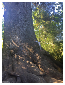 Самая большая в мире ель, и фигурка человека для масштаба.