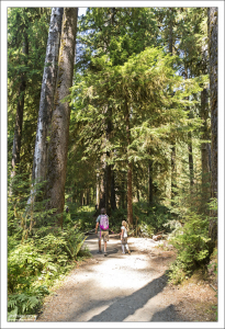 Начало тропы Hall of Mosses (Коридор Мхов) в национальном парке Olympic National Park.
