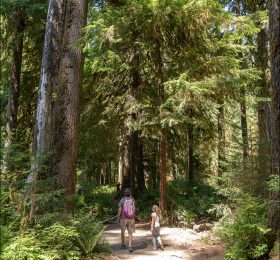 Начало тропы Hall of Mosses (Коридор Мхов) в национальном парке Olympic National Park.