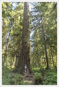 Тропа Hall of Mosses круговая, всего чуть больше километра длиной.
