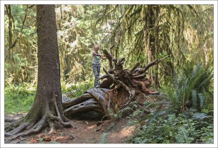 Многие старые деревья являются кормовой базой для новой поросли.
Штат Вашингтон.