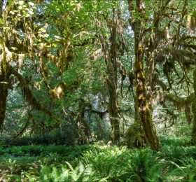 Обильно покрытые мхом деревья лесу Hoh (Hoh Rain forest).
