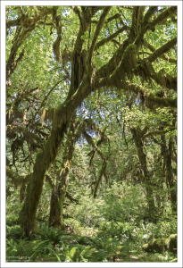 Слово «Hoh» в названии леса происходит из индейских языков.
и означает «быстро движущаяся вода».