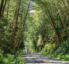 Дорога через лес Olympic National Forest в штате Вашингтон.