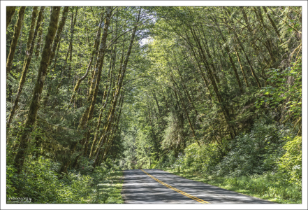 Дорога через лес Olympic National Forest в штате Вашингтон.