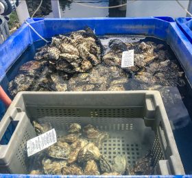 Устрицы под товарным знаком Goose Point Oysters готовы к продаже.