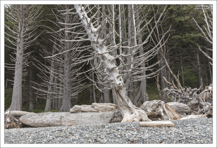 Кладбище деревьев на пляже Риальто.