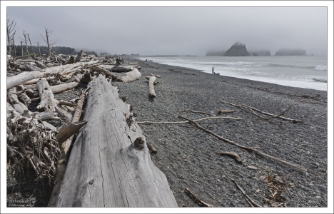 Принесенные штормами стволы деревьев на пляже Rialto beach.