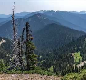 Дорога Hurricane Ridge Road была построена в 1950-х,
с целью привлечения посетителей в национальный парк Олимпик.