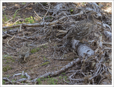 Хорошо замаскированная семья Черного тетерева.
