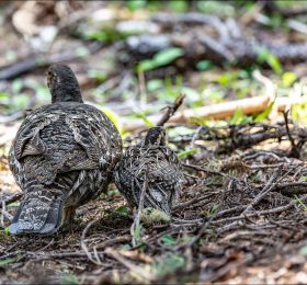 Самка Черного тетерева с птенцом (Sooty Grouse).