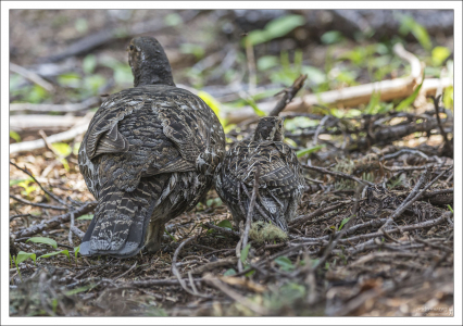 Самка Черного тетерева с птенцом (Sooty Grouse).