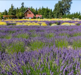 Лавандовая ферма Purple Haze lavender farm
в окрестностях городка Sequim, штат Вашингтон.