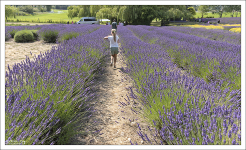 Лавандовое поле.