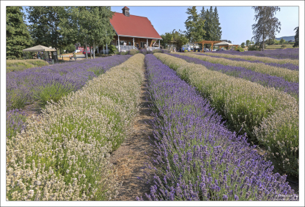 Чередование белых и фиолетовых рядов лаванды на ферме.