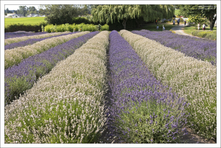 Лаванду можно собирать на ферме с середины июня по август.