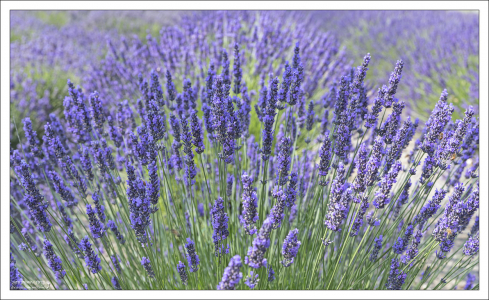 Лаванда колосистая (лат. Lavándula angustifólia).
Все части растения содержат эфирное масло.