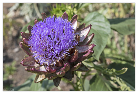 Цветущая головка артишока настоящего (Cynara Scolymus).