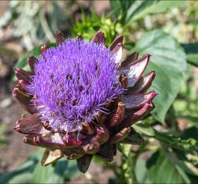 Цветущая головка артишока настоящего (Cynara Scolymus).