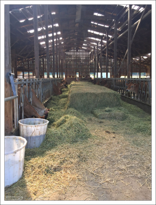 На молочной ферме Dungeness Valley Creamery.