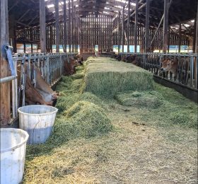 На молочной ферме Dungeness Valley Creamery.