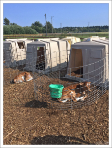 Семейная молочная ферма, расположенная в Секиме, штат Вашингтон.