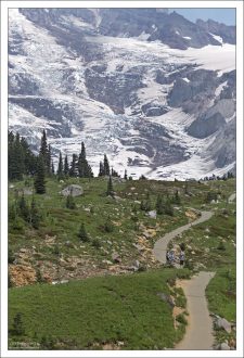 Тропа к горе Рейнир проходит через альпийские луга.