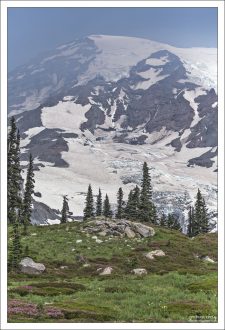 В середине июля Рейнир еще со всех сторон покрыта ледниками и снежниками.