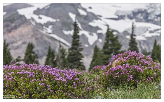 Филлодоце ерниковая (лат. Phyllodóce empetrifórmis).
Отличительная черта растения — узкие, почти игловидные листья.
Произрастает в горных районах на западе Северной Америки.