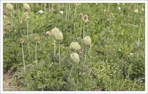 Заросли ветреницы на подступах к горе Рейнир.