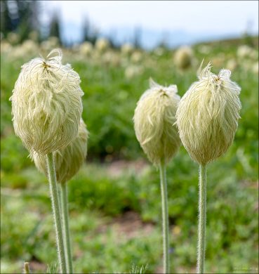 Ветреница, она же - Западная анемона (Anemone occidentalis).
Ядовитое растение для домашних животных, особенно для овец.