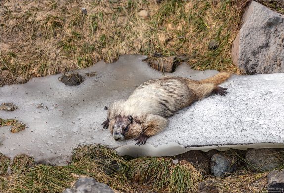 Седой сурок (лат. Marmota caligata) — вид сурков, обитающий в Северной Америке. Охлаждается на льдине.