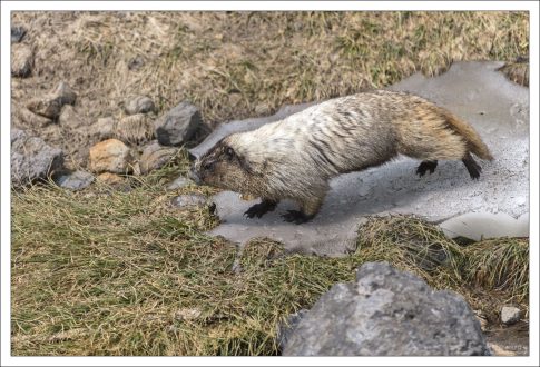Эпитет «седой» относится к серебристо-серой окраске меха на плечах и верхней части спины,
остальные верхние части тела покрыты серым
или красновато-коричневым мехом.