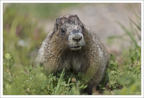 Портрет седого сурка.