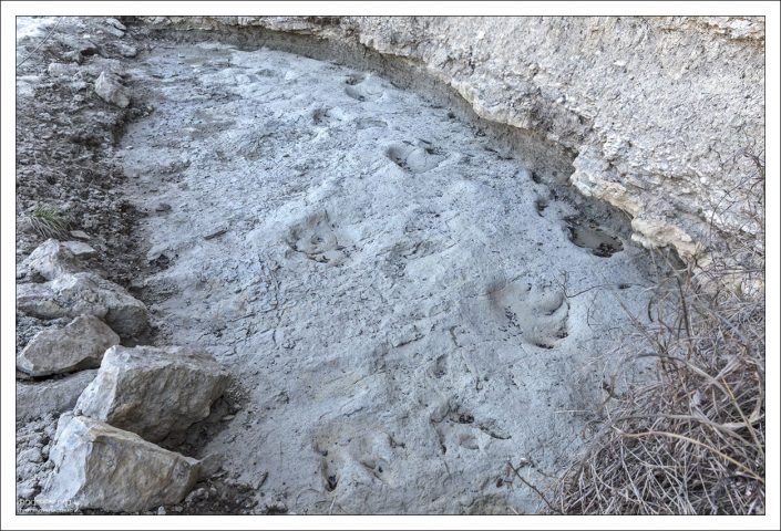 Настоящие следы динозавров в Техасе.