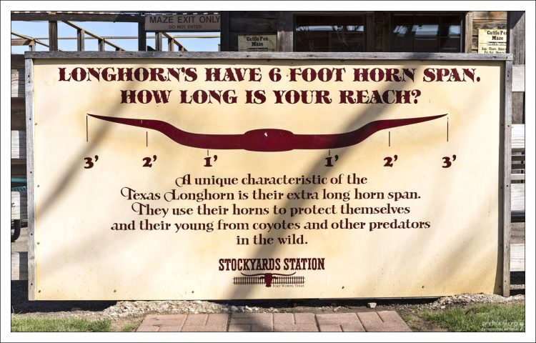 Разлет рогов техасского быка-лонгхорна (1,8 метра).