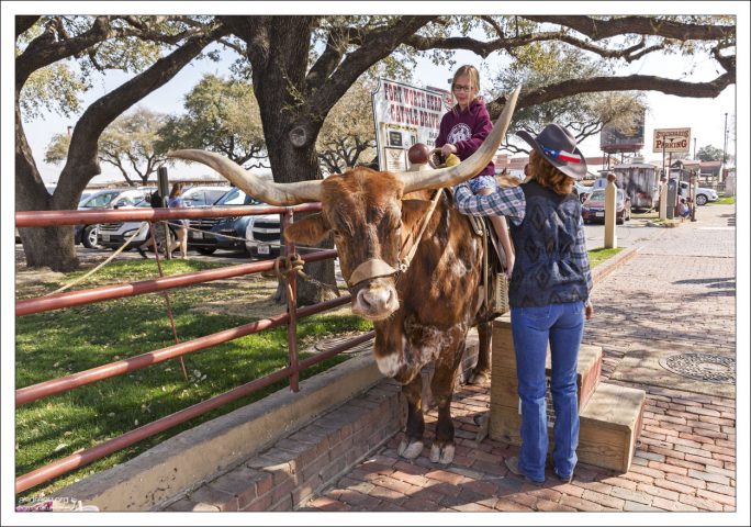 Детям разрешают посидеть на настоящем лонгхорне.
