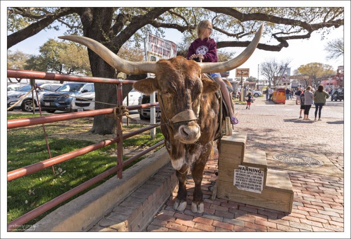 Очень спокойный и смирный лонгхорн.