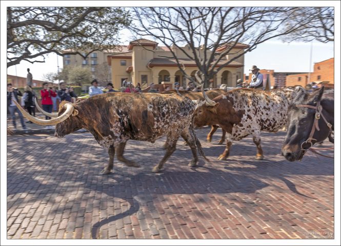 Первые погоны скота начались в 1850-х, и направлялись на запад, к золотым приискам Калифорнии.