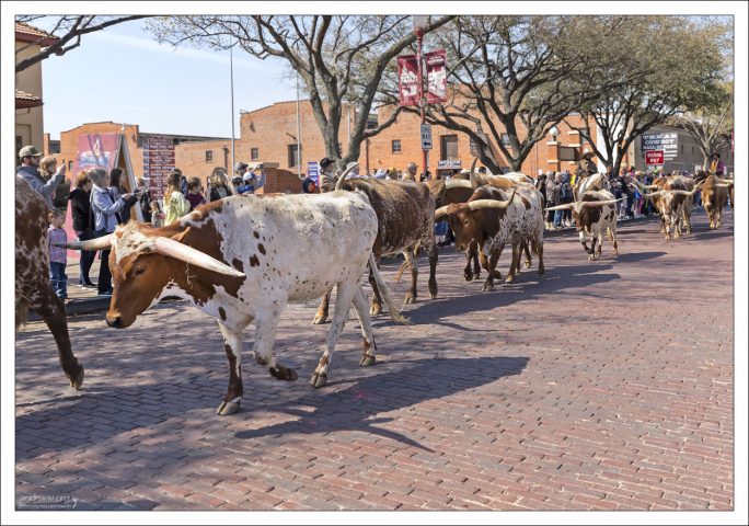 За 20 лет через один только Форт-Уорт прошло более 4 миллионов голов скота, за что город даже прозвали “Cowtown” («Коровинск»).