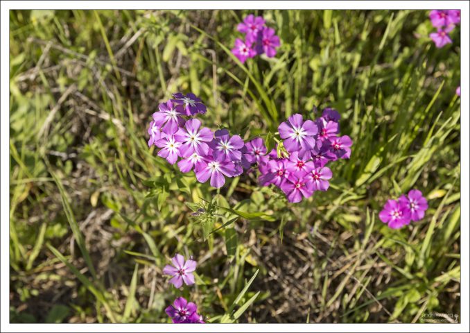 Флоксы Друммонда. Названы в честь шотландского ботаника Томаса Друммонда,
который был в экспедиции в Техасе в 1833—1835 годах,
и привёз этот вид флокса в Великобританию.