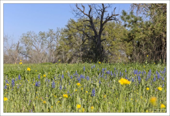 Весенний техасский луг.