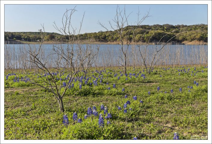 Синие люпины выскочили по берегам реки Колорадо.