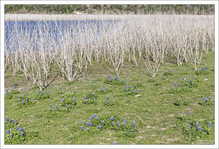 Появились блюбоннеты - значит в Техасе весна!
